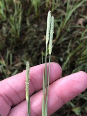 Alopecurus carolinianus