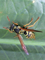 Polistes