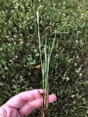 Alopecurus carolinianus