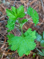 Ribes divaricatum
