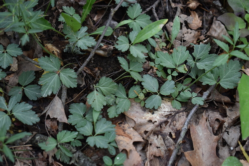 Cardamine angustata observed 2026-04-28