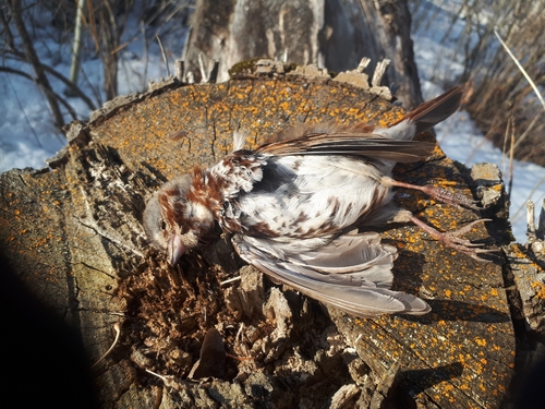 Fox Sparrow