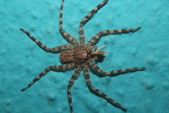 Selenops lindborgi
