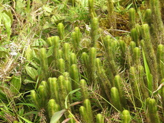 Phlegmariurus sieberianus