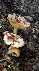 Russula luteotacta