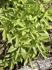 Palmerella debilis, photograph (c) Adam J. Searcy, some rights reserved (CC BY)