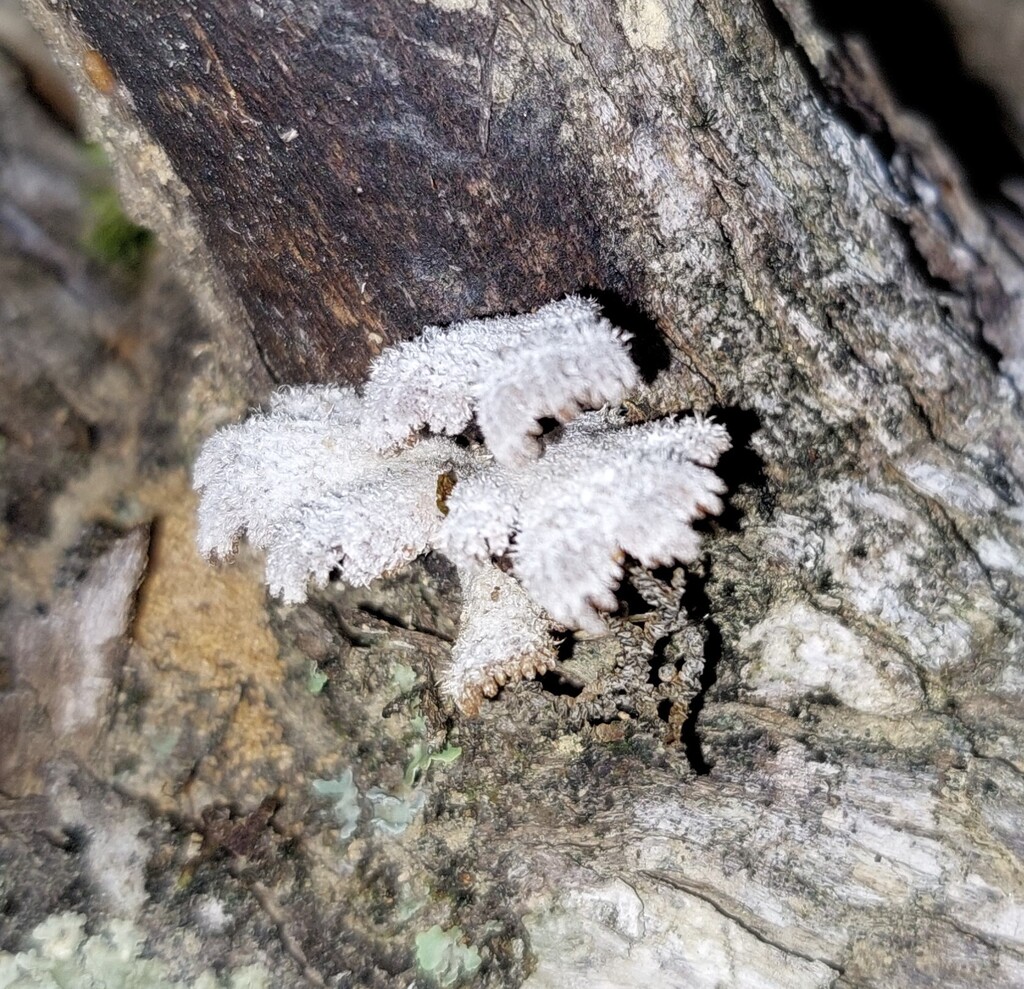 Schizophyllum commune · April 2026 · photo: © catchwords (iNaturalist, cc-by)