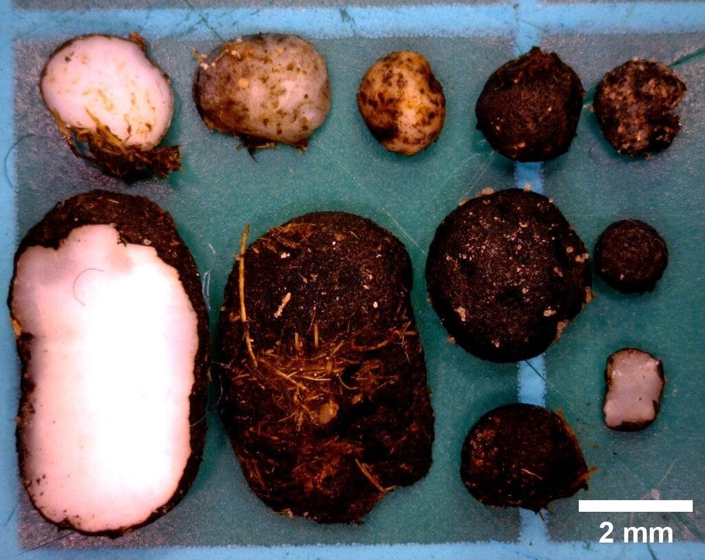 Coprinopsis sclerotiger