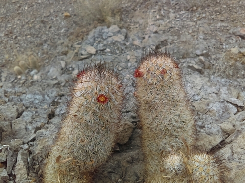 Mammillaria pottsii