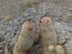 Mammillaria pottsii