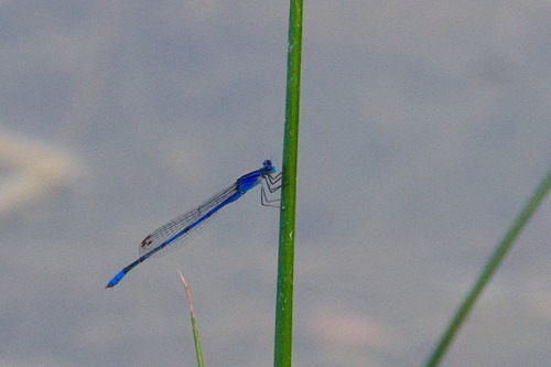 Claw-tipped Bluet photo 3