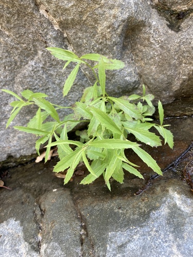 Palmerella debilis, photograph 5