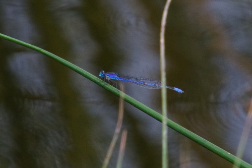 Claw-tipped Bluet photo 2