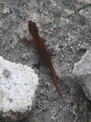 Sphaerodactylus vincenti