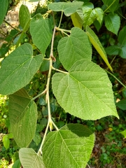 Tilia americana mexicana