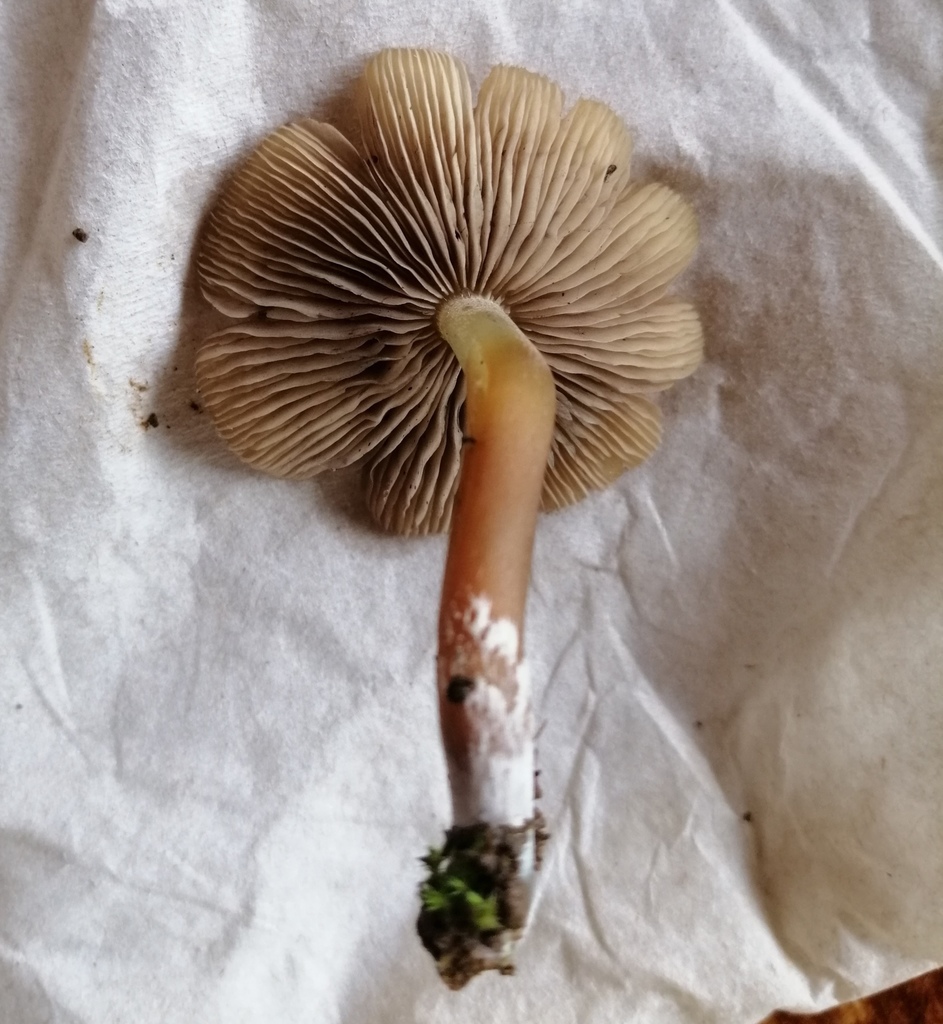 Psilocybe caerulescens
