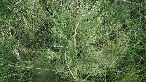 Image of Teucrium kraussii by (c) Shaun Swanepoel, some rights reserved (CC BY)