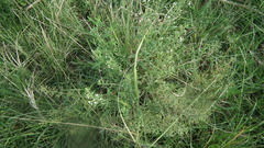 Teucrium kraussii
