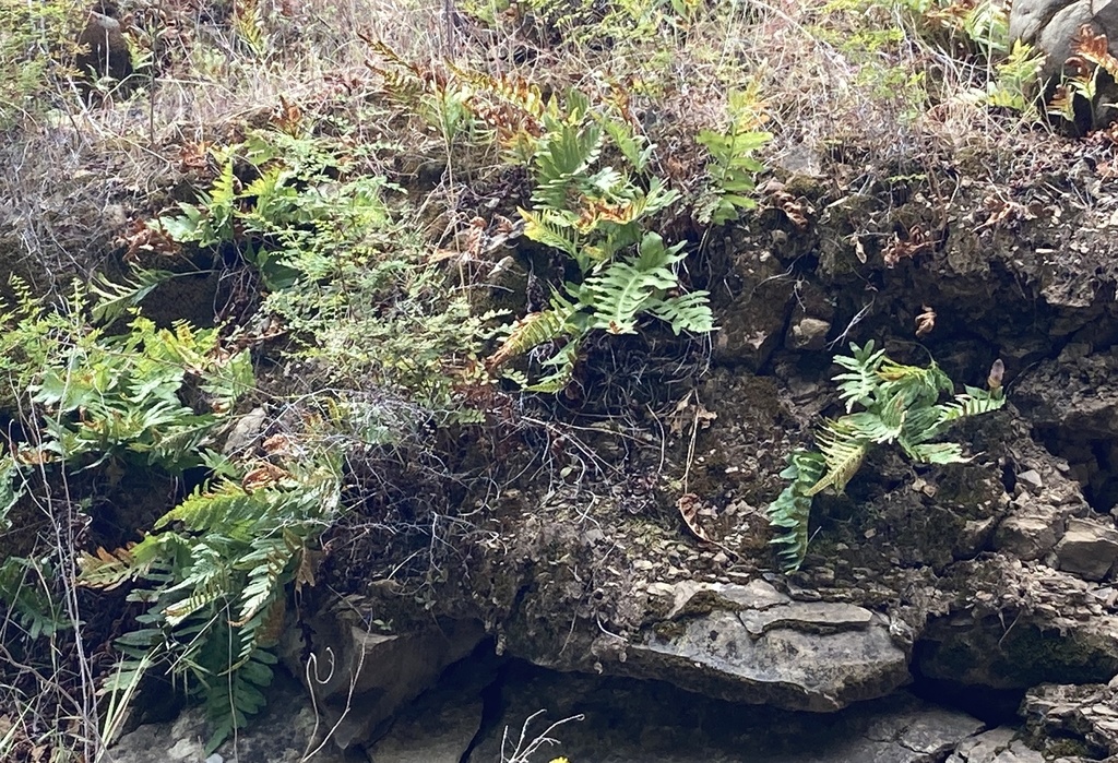Polypodium californicum; photograph (c) Adam J. Searcy, some rights reserved (CC BY)