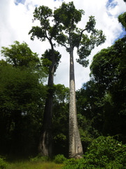 Adansonia