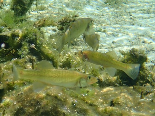Fundulus seminolis