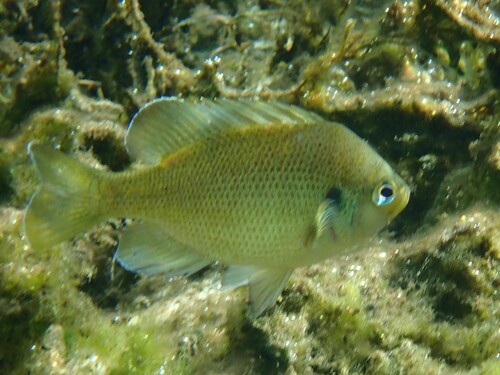 Lepomis punctatus