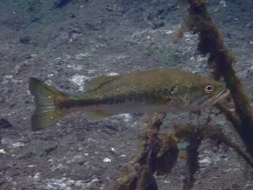 Micropterus salmoides