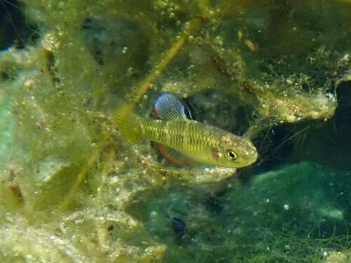 Lucania parva