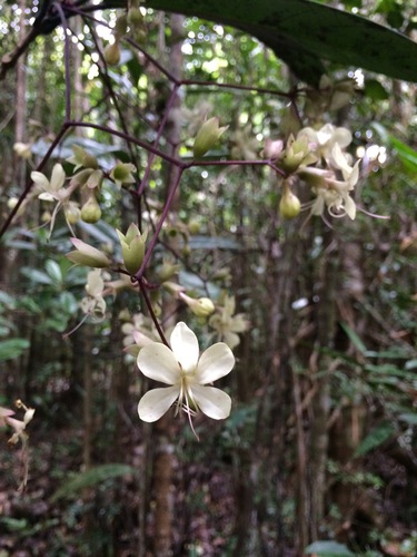 Clerodendrum image