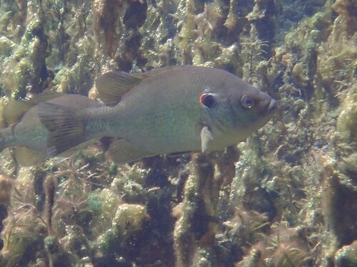 Lepomis microlophus