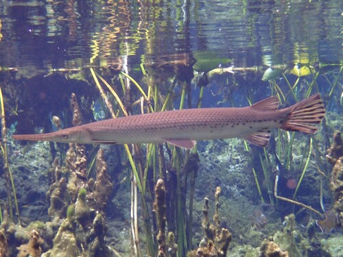 Lepisosteus osseus