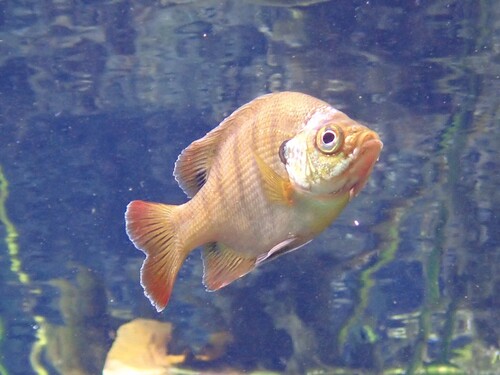 Lepomis macrochirus
