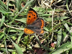 Lycaena phlaeas