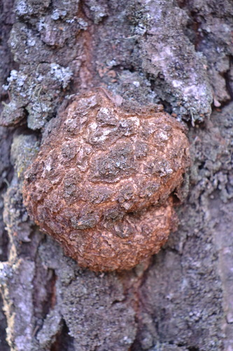 Agrobacterium radiobacter nuotrauka