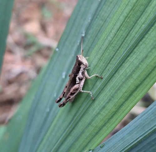 Short-winged Rice Grasshopper