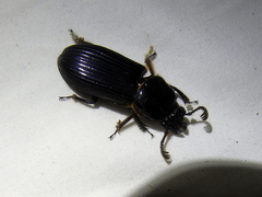 Passalus trinesides