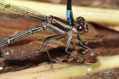 Argia cupraurea