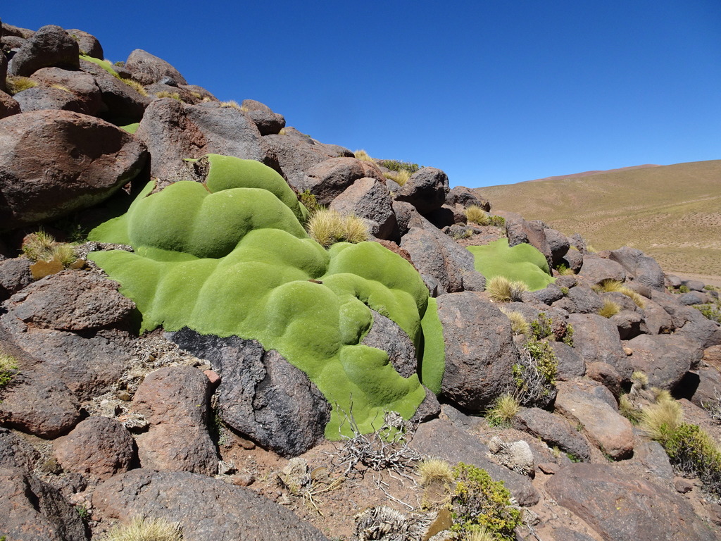 Yareta from Département de Susques, Province de Jujuy, Argentine on ...