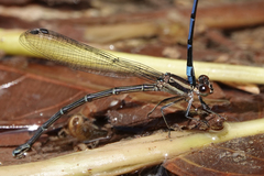 Argia cupraurea