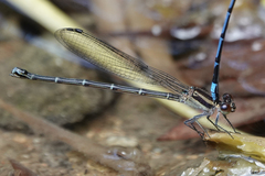 Argia cupraurea