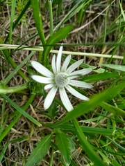 Eryngium phyteumae