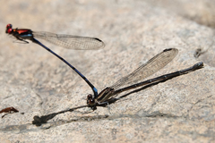 Argia cupraurea
