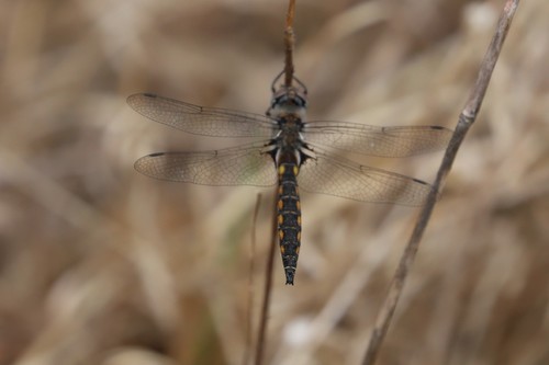 Robust Baskettail photo 3