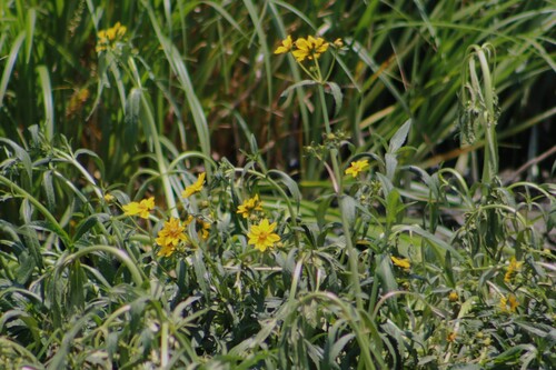 Bidens laevis iNat (3)