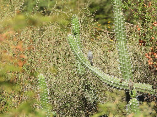 Grey-crested Finch (Lophospingus griseocristatus), photo 3