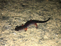 Plethodon shermani