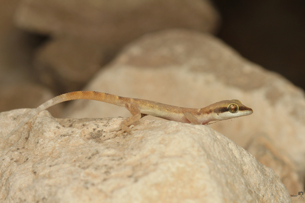 Natterer's Pygmy Gecko