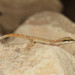 Sinai Dwarf Gecko - Photo (c) yakov_salaviz, some rights reserved (CC BY-NC), uploaded by yakov_salaviz