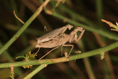 Microthespis dmitriewi
