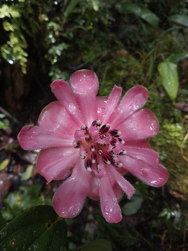 Cavendishia adenophora, photograph 1